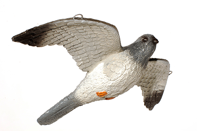 Franzbogen Fliegender Falke